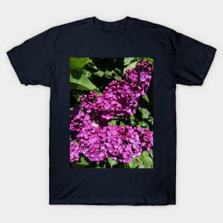 Lovely Lilac Flower Blooming In Spring T-Shirt